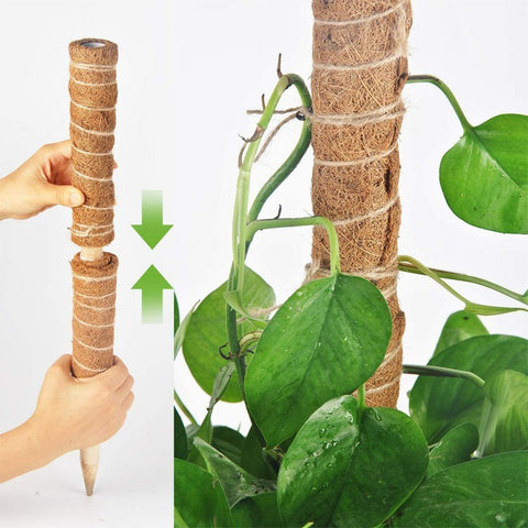 4Pcs 30cm Plant Climbing Rod Vine Climbing Coconut Palm Rod Plant Support Stick with Tools