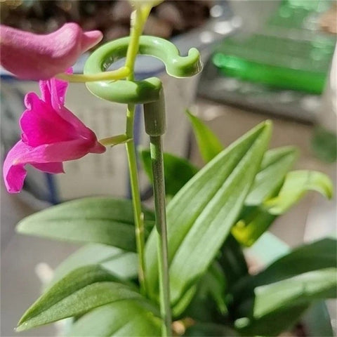 10PCS 37CM Indoors Plant Cage Ring Orchid Rose Tomato Fiberglass Stake Garden Single Stem Support Ring Stick